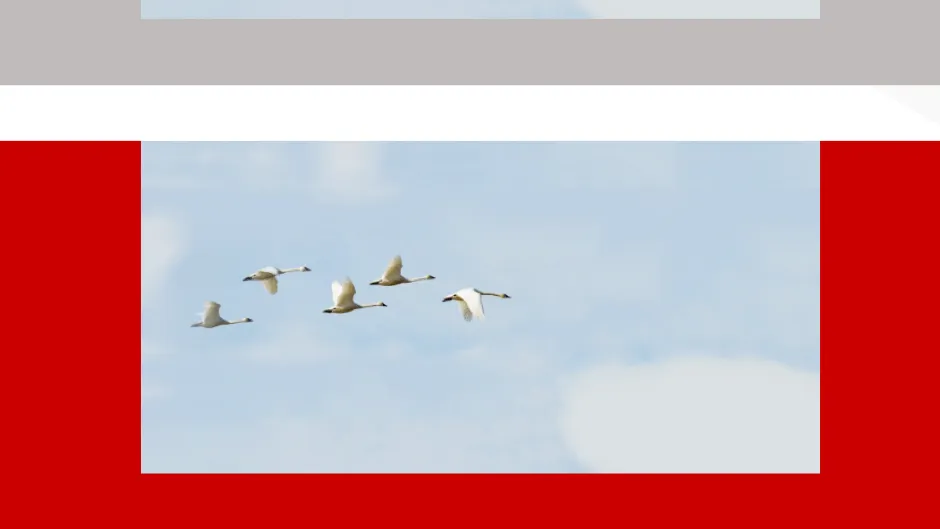 QuoteCloud - Sales Quote, Sales Proposal and Contracts Software - Margins, Padding and Borders for content blocks (Java Edition) - illustration 76038ce9-7ccc-4c07-b444-6681adda234f